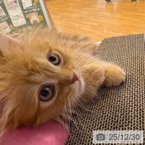 京都府のスコティッシュフォールド (ペットプラス イオンモールKYOTO店/2025年10月16日生まれ/男の子/レッドタビー)の子猫の4枚目の画像