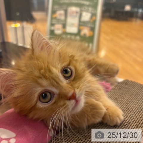 京都府のスコティッシュフォールド (ペットプラス イオンモールKYOTO店/2025年10月16日生まれ/男の子/レッドタビー)の子猫の3枚目の画像