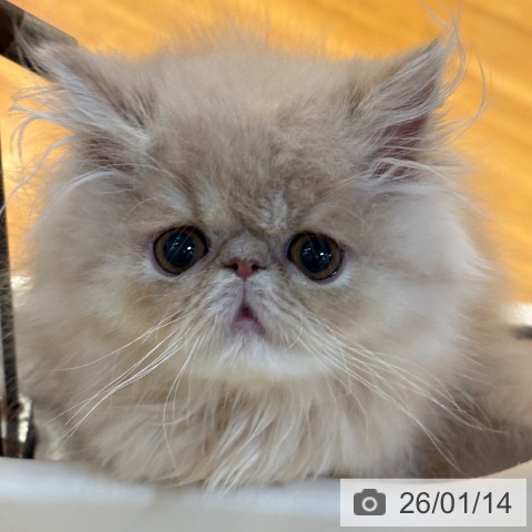 京都府のエキゾチック (ペットプラス イオンモールKYOTO店/2025年10月18日生まれ/男の子/クリーム)の子猫の4枚目の画像