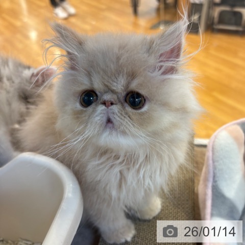 京都府のエキゾチック (ペットプラス イオンモールKYOTO店/2025年10月18日生まれ/男の子/クリーム)の子猫の3枚目の画像