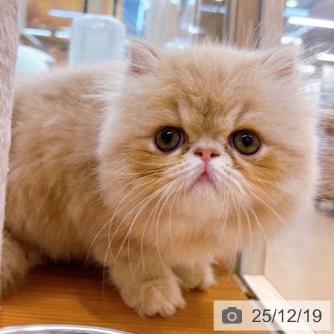 エキゾチックの写真