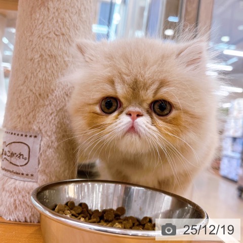 エキゾチックの写真