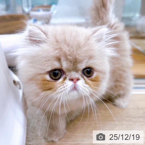 エキゾチックの写真