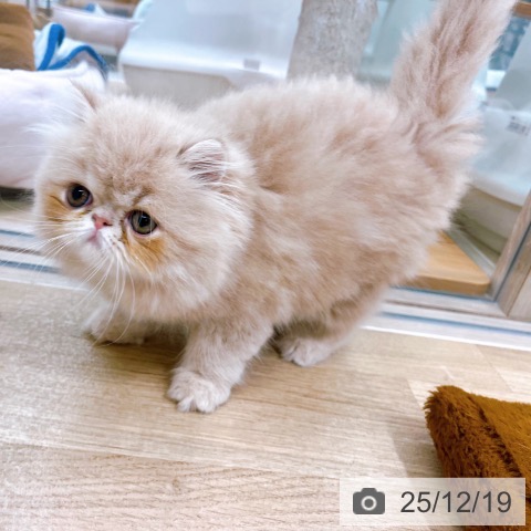 エキゾチックの写真