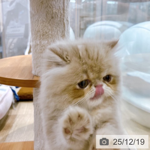 エキゾチックの写真