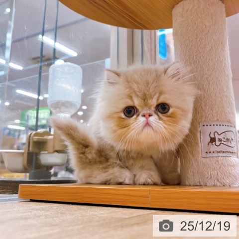 エキゾチックの写真