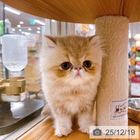 エキゾチックの写真