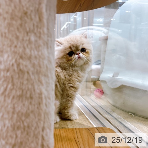 エキゾチックの写真