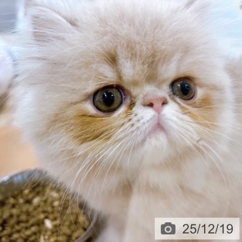 エキゾチックの写真