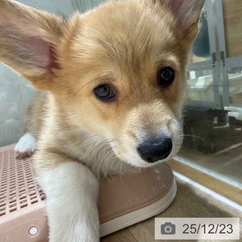 兵庫県のウェルシュコーギーペンブローク (ペットプラス 神戸三宮店/2025年10月16日生まれ/女の子/レッドホワイト)の子犬の4枚目の画像