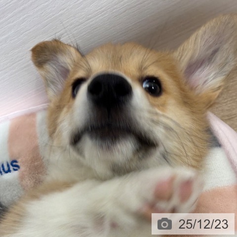 兵庫県のウェルシュコーギーペンブローク (ペットプラス 神戸三宮店/2025年10月16日生まれ/女の子/レッドホワイト)の子犬の3枚目の画像