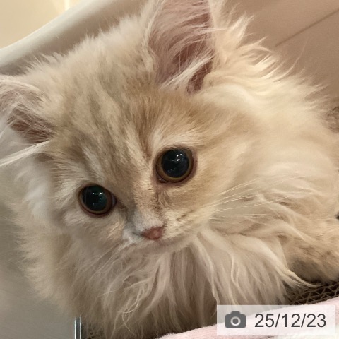 京都府のラガマフィン (ペットプラス イオンモールKYOTO店/2025年9月20日生まれ/女の子/クリームタビー)の子猫の4枚目の画像