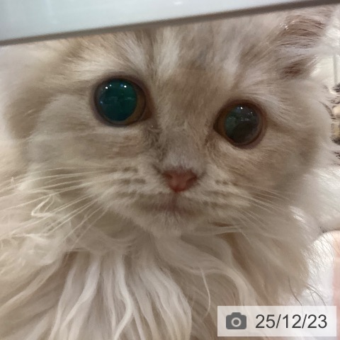 京都府のラガマフィン (ペットプラス イオンモールKYOTO店/2025年9月20日生まれ/女の子/クリームタビー)の子猫の3枚目の画像