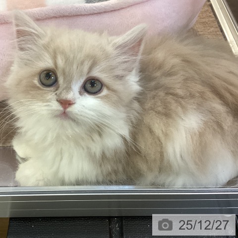 スコティッシュフォールドの写真