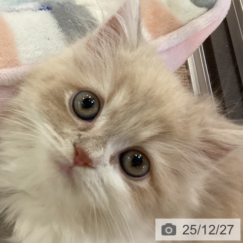 スコティッシュフォールドの写真