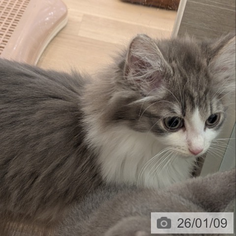 大阪府のノルウェージャンフォレストキャット (ペットプラス 大阪ドームシティ店/2025年10月20日生まれ/男の子/ブルータビーホワイト)の子猫の4枚目の画像