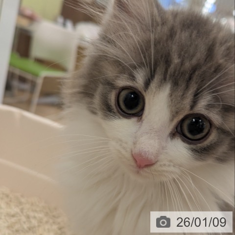 大阪府のノルウェージャンフォレストキャット (ペットプラス 大阪ドームシティ店/2025年10月20日生まれ/男の子/ブルータビーホワイト)の子猫の3枚目の画像