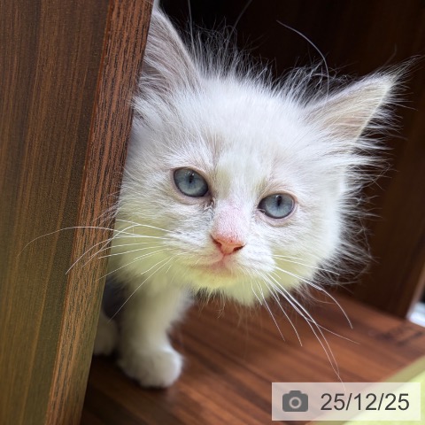 京都府のラグドール (ペットプラス 京都桂川店/2025年10月20日生まれ/女の子/ブルーポイントバイカラー)の子猫の4枚目の画像