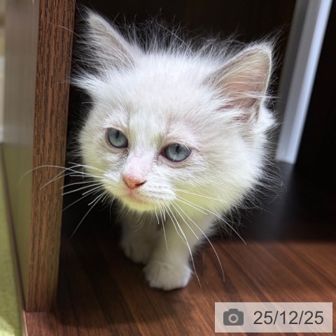 京都府のラグドール (ペットプラス 京都桂川店/2025年10月20日生まれ/女の子/ブルーポイントバイカラー)の子猫の3枚目の画像