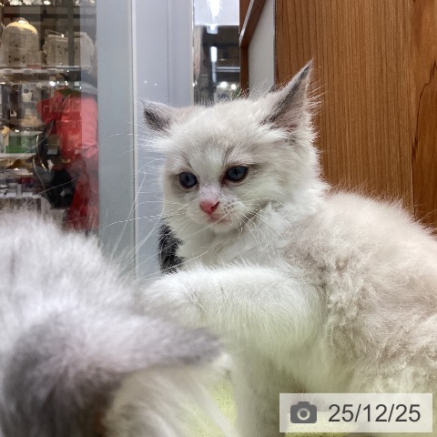 ラグドールの写真