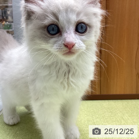 ラグドールの写真