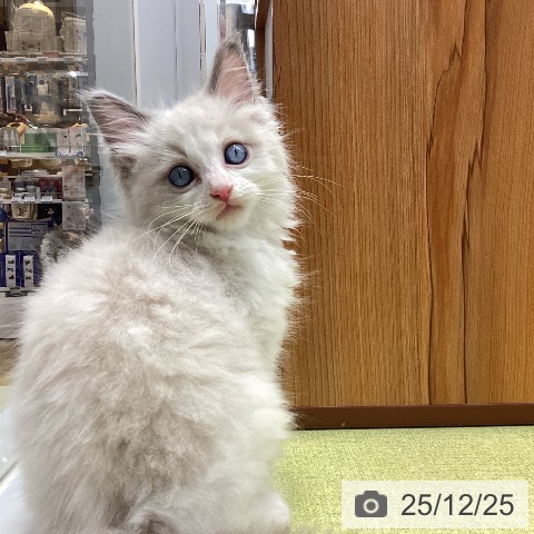 大阪府のラグドール (ペットプラス ららぽーと和泉店/2025年10月20日生まれ/男の子/ブルーポイントバイカラー)の子猫の4枚目の画像