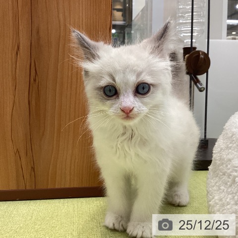 大阪府のラグドール (ペットプラス ららぽーと和泉店/2025年10月20日生まれ/男の子/ブルーポイントバイカラー)の子猫の3枚目の画像
