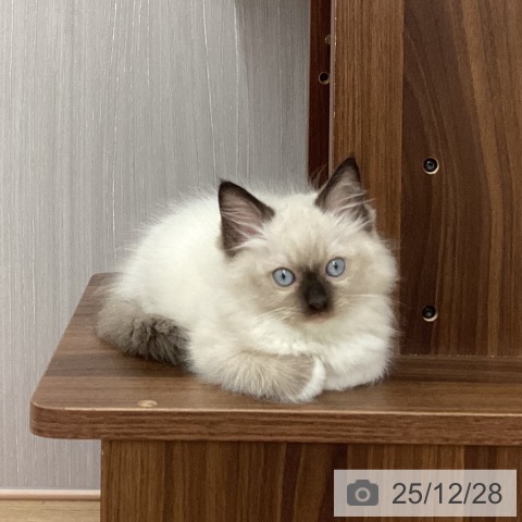 新潟県のラグドール (ペットプラス 新潟南店/2025年10月20日生まれ/男の子/シールポイントミテッド)の子猫の4枚目の画像