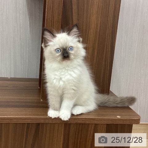 新潟県のラグドール (ペットプラス 新潟南店/2025年10月20日生まれ/男の子/シールポイントミテッド)の子猫の3枚目の画像