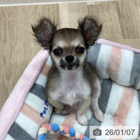 新潟県のチワワ(ロング) (ペットプラス 新潟南店/2025年10月14日生まれ/男の子/レッドホワイト)の子犬の4枚目の画像