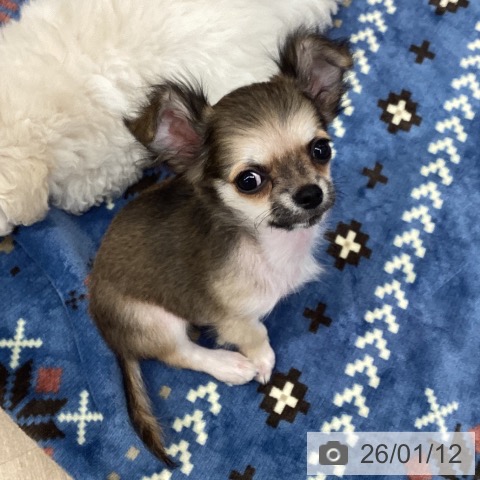 新潟県のチワワ(ロング) (ペットプラス 新潟南店/2025年10月14日生まれ/男の子/レッドホワイト)の子犬の3枚目の画像