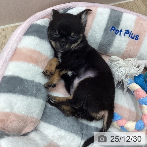 新潟県のチワワ(ロング) (ペットプラス 新潟南店/2025年10月15日生まれ/男の子/ブラックタン)の子犬の3枚目の画像