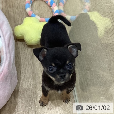 新潟県のチワワ(ロング) (ペットプラス 新潟南店/2025年10月15日生まれ/男の子/ブラックタン)の子犬の3枚目の画像