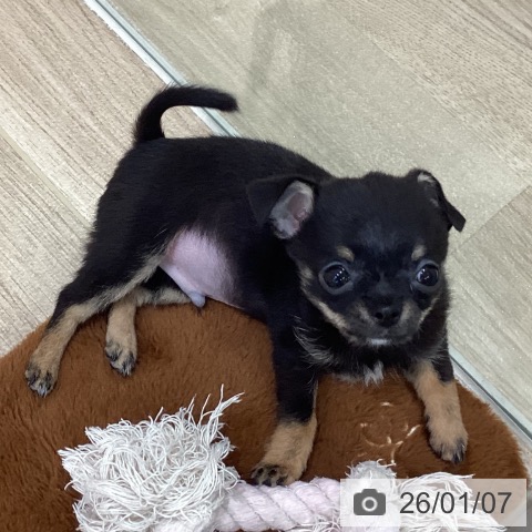 新潟県のチワワ(ロング) (ペットプラス 新潟南店/2025年10月15日生まれ/男の子/ブラックタン)の子犬の3枚目の画像