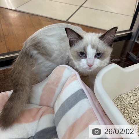 京都府のラグドール (ペットプラス 久御山店/2025年10月7日生まれ/女の子/シールポイントバイカラー)の子猫の3枚目の画像