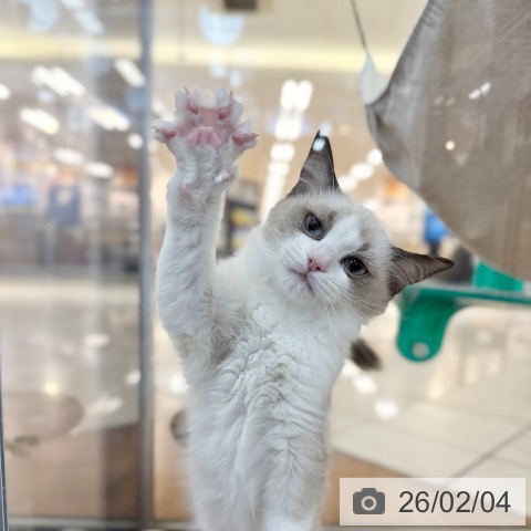 京都府のラグドール (ペットプラス 久御山店/2025年10月7日生まれ/女の子/シールポイントバイカラー)の子猫の4枚目の画像