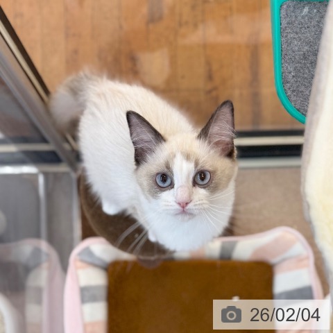 京都府のラグドール (ペットプラス 久御山店/2025年10月7日生まれ/女の子/シールポイントバイカラー)の子猫の3枚目の画像