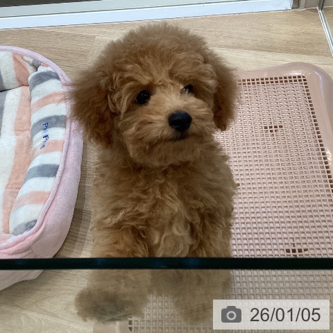 大阪府のトイプードル(トイ) (ペットプラス 堺北花田店/2025年10月14日生まれ/男の子/レッドフォーン)の子犬の4枚目の画像