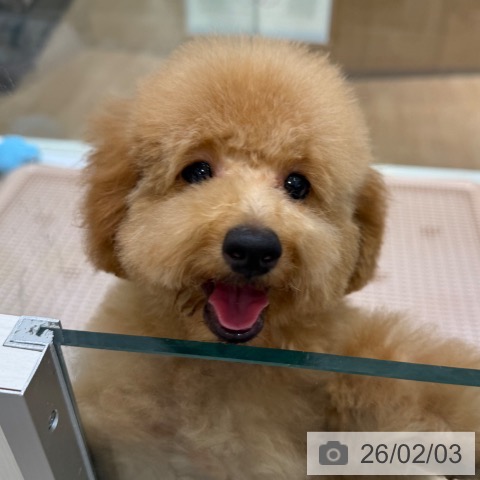 トイ・プードルの写真