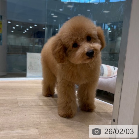 トイ・プードルの写真