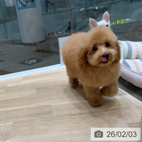 トイ・プードルの写真