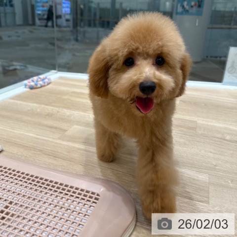 トイ・プードルの写真