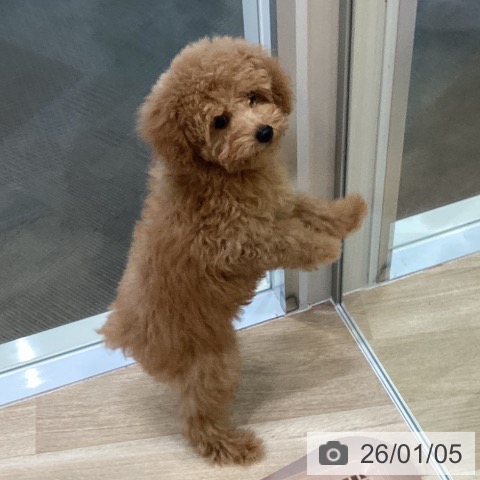 大阪府のトイプードル(トイ) (ペットプラス 堺北花田店/2025年10月14日生まれ/男の子/レッドフォーン)の子犬の3枚目の画像