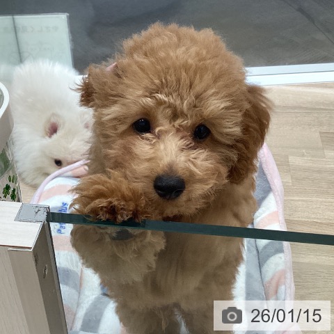 大阪府のトイプードル(トイ) (ペットプラス 堺北花田店/2025年10月14日生まれ/男の子/レッドフォーン)の子犬の3枚目の画像