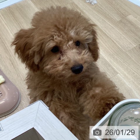 大阪府のトイプードル(トイ) (ペットプラス 堺北花田店/2025年10月14日生まれ/男の子/レッドフォーン)の子犬の3枚目の画像