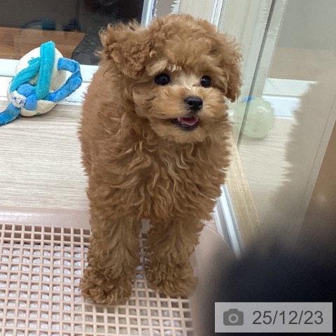 大阪府のトイプードル(トイ) (ペットプラス ららぽーと和泉店/2025年10月12日生まれ/男の子/レッドフォーン)の子犬の4枚目の画像