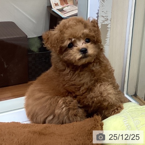 大阪府のトイプードル(トイ) (ペットプラス ららぽーと和泉店/2025年10月12日生まれ/男の子/レッドフォーン)の子犬の3枚目の画像