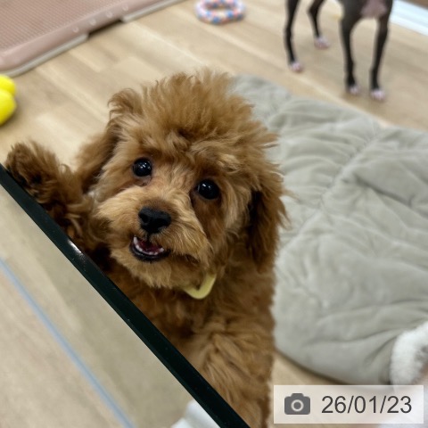 大阪府のトイプードル(トイ) (ペットプラス 松原店/2025年10月12日生まれ/男の子/レッドフォーン)の子犬の3枚目の画像