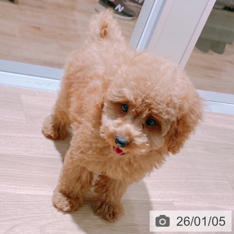 大阪府のトイプードル(トイ) (ペットプラス イオン大日店/2025年10月14日生まれ/男の子/レッドフォーン)の子犬の4枚目の画像