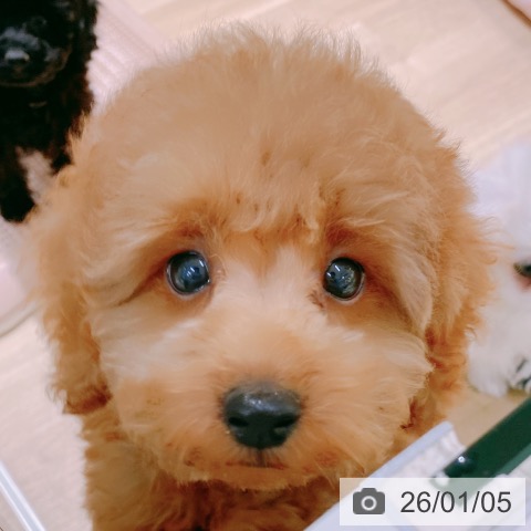 大阪府のトイプードル(トイ) (ペットプラス イオン大日店/2025年10月14日生まれ/男の子/レッドフォーン)の子犬の3枚目の画像